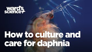 Caring and Culturing for Daphnia [upl. by Bratton]