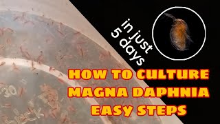 How to Culture Magna Daphnia Easily [upl. by Nillek]