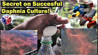 How to Culture Daphnia Successfully [upl. by Naillij]