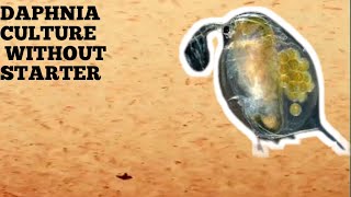 HOW TO CULTURE DAPHNIA NATURALLY WITHOUT A STARTER [upl. by Nael485]