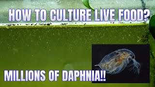 How to Culture Daphnia Secret Method to Breed MILLIONS  Simply Aquatic [upl. by Quillan]