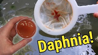 How I Culture Daphnia In Outdoor Tubs [upl. by Meagher603]