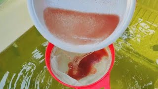 How to culture daphnia  Daphnia culture  How to grow daphnia outdoor [upl. by Yht162]