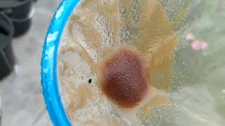 How to culture daphnia moina in a small container Part 1 English Subtitle [upl. by Leumas]