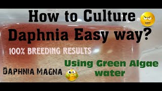 Daphnia MagnaHow to Culture Daphnia Easy wayCulturing Daphnia using Green water Daphnia [upl. by Alyce]