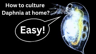 BEST Live Fish Food Beginner guide How to Culture Daphnia at home [upl. by Hefter834]