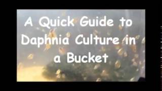 How to culture daphnia outside [upl. by Varrian]