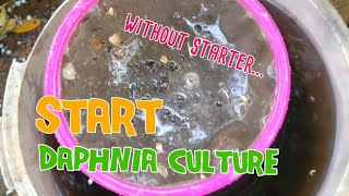 How to culture daphnia moina the easy way 1  Starting the Daphnia culture [upl. by Crist67]