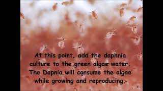 Daphnia  How to grow daphnia in your home [upl. by Aiden755]