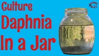 How to Culture Daphnia in a Jar [upl. by Erna]