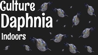 How to Culture Daphnia [upl. by Niwhsa]