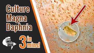 How to culture DAPHNIA MAGNA  The easy way [upl. by Nnylaj]