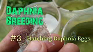 Daphnia Culture made simple and easy 3  Hatching Daphnia eggs [upl. by Gradeigh951]