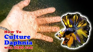 How to Culture Daphnia with ZERO Cost  Unlimited Live Food For Our Fish [upl. by Sarson]