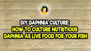 DIY Daphnia Culture How to Culture Nutritious Daphnia as Live Food for Your Fish [upl. by Euqnimod468]