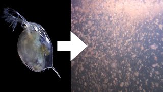 How I Culture Daphnia [upl. by Odlanor520]