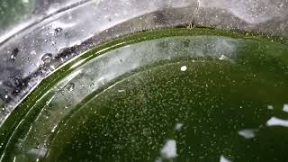 DAPHNIA MOINA CULTURE IN A SMALL BUCKET [upl. by Lombardo]