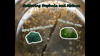 How To Culture Daphnia and Moinas using Green Water Spirulina powder [upl. by Idnahk163]