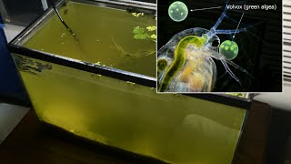 Raising Daphnia for the Freshwater Aquarium [upl. by Lemak]