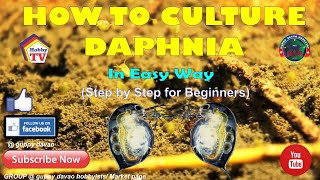 HOW TO CULTURE DAPHNIA In Easy Way [upl. by Atinnek]